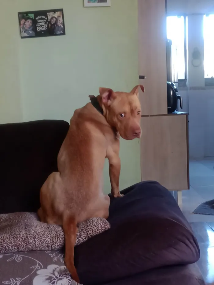 Cachorro ra a Pit-Bull idade 2 anos nome IVAN DA SILVA SANTOS NETO