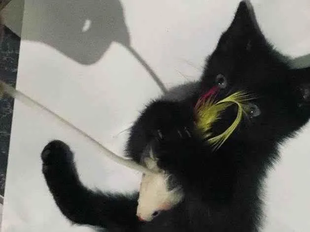 Gato ra a SRD-ViraLata idade Abaixo de 2 meses nome Maria 