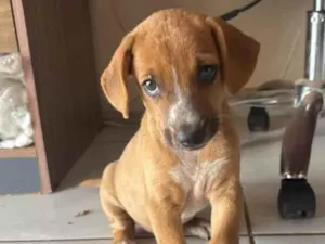 Cachorro raça SRD-ViraLata idade Abaixo de 2 meses nome Ele não tem nome 