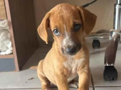 Cachorro raça SRD-ViraLata idade Abaixo de 2 meses nome Ele não tem nome 