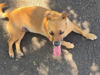 Cachorro raça SRD-ViraLata idade 2 anos nome Cachorro