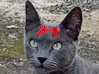 Gato raça SRD-ViraLata idade 7 a 11 meses nome Safira 