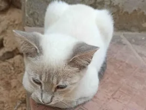 Gato ra a Persa idade 7 a 11 meses nome Sem nome 