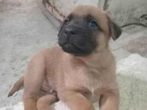 Cachorro raça Labrador idade Abaixo de 2 meses nome Belinha