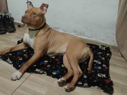 Cachorro raça Pit-Bull idade 3 anos nome Nala