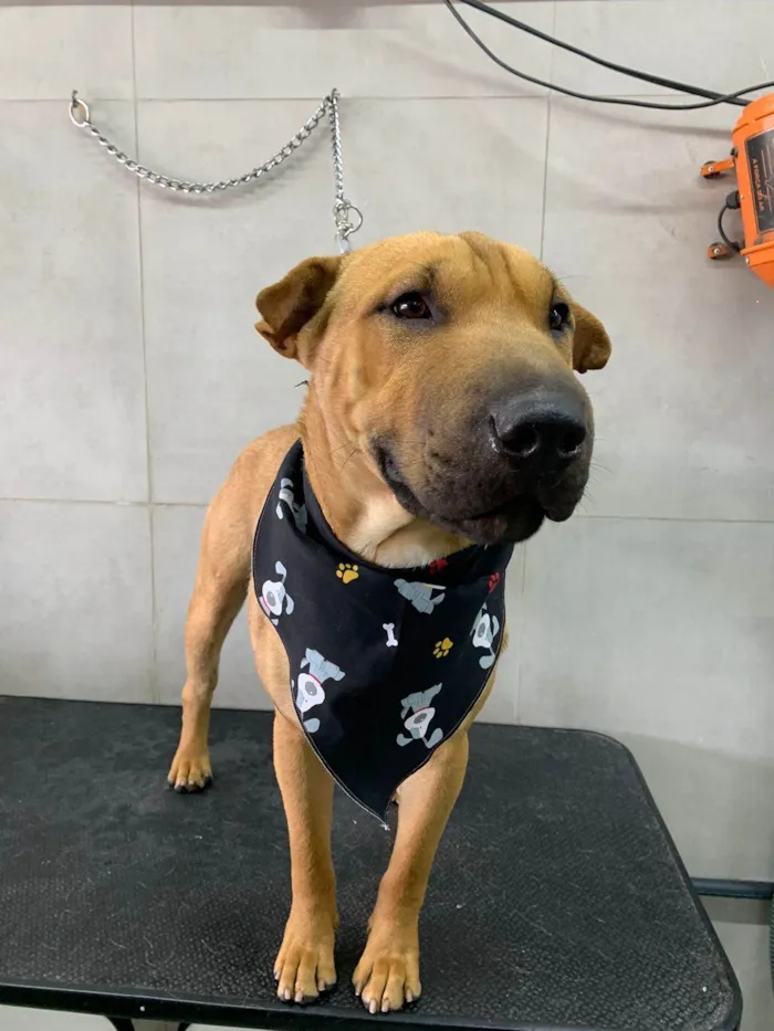 Cachorro ra a Shar Pei idade 2 a 6 meses nome Apelidado de Caramelo 