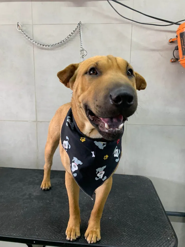 Cachorro ra a Shar Pei idade 2 a 6 meses nome Apelidado de Caramelo 