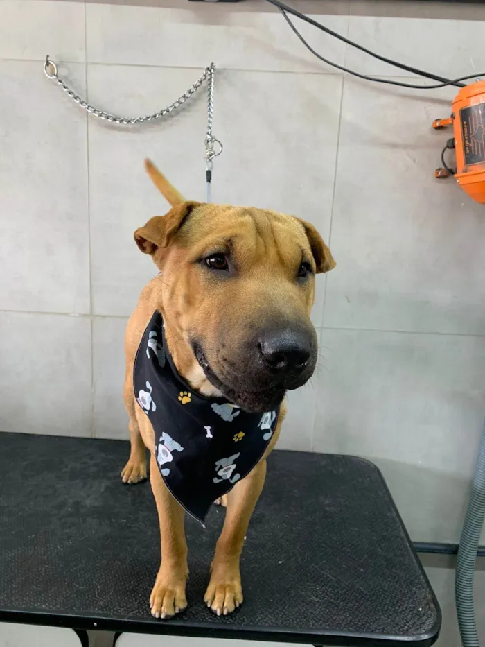 Cachorro ra a Shar Pei idade 2 a 6 meses nome Apelidado de Caramelo 