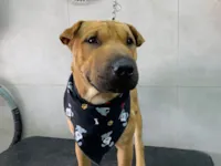 Cachorro ra a Shar Pei idade 2 a 6 meses nome Apelidado de Caramelo 