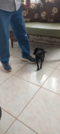 Cachorro ra a SRD-ViraLata idade 2 a 6 meses nome Joel