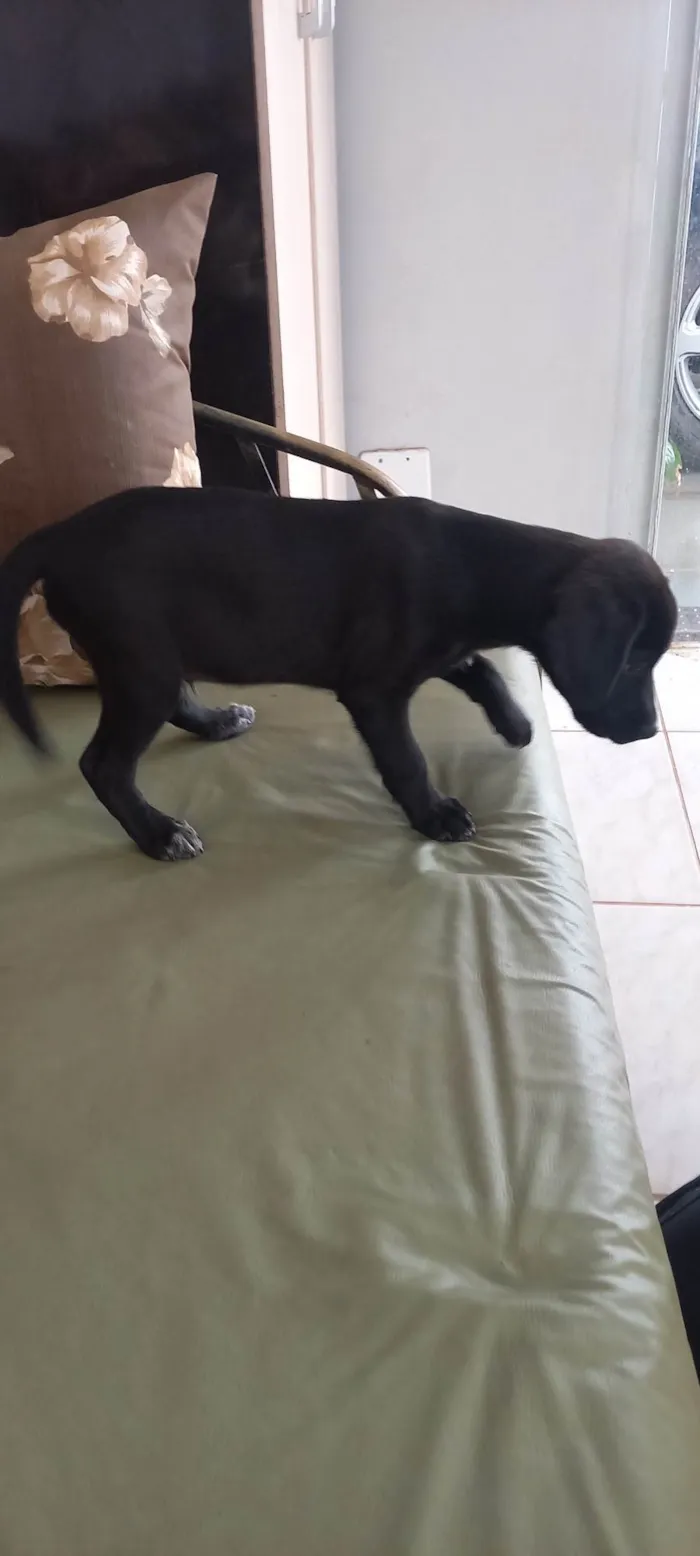 Cachorro ra a SRD-ViraLata idade 2 a 6 meses nome Joel