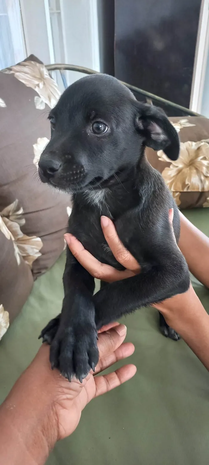 Cachorro ra a SRD-ViraLata idade 2 a 6 meses nome Joel