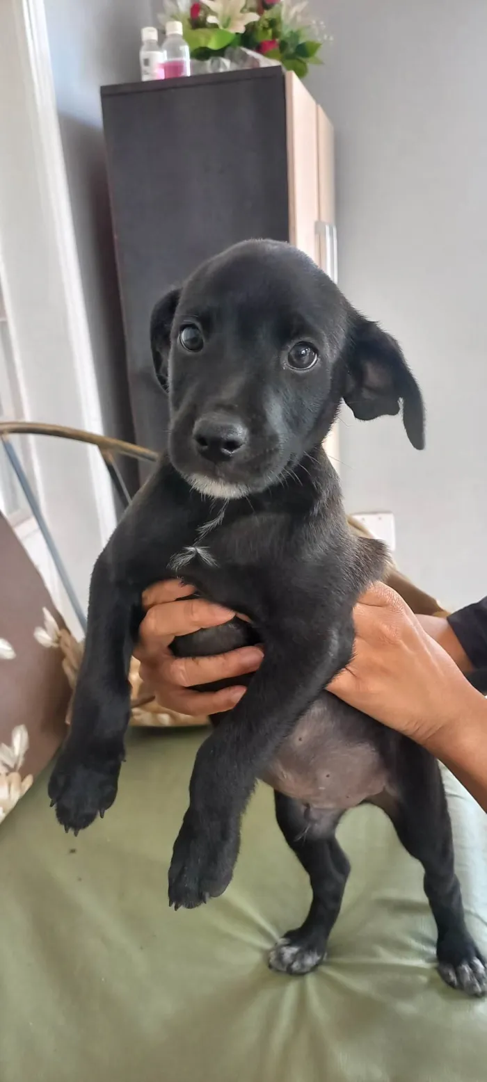 Cachorro ra a SRD-ViraLata idade 2 a 6 meses nome Joel