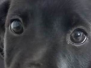 Cachorro ra a SRD-ViraLata idade 2 a 6 meses nome Joel