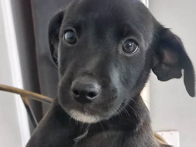 Cachorro raça SRD-ViraLata idade 2 a 6 meses nome Joel