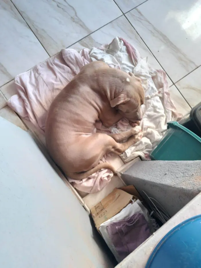 Cachorro ra a Pit-Bull idade 1 ano nome Barão