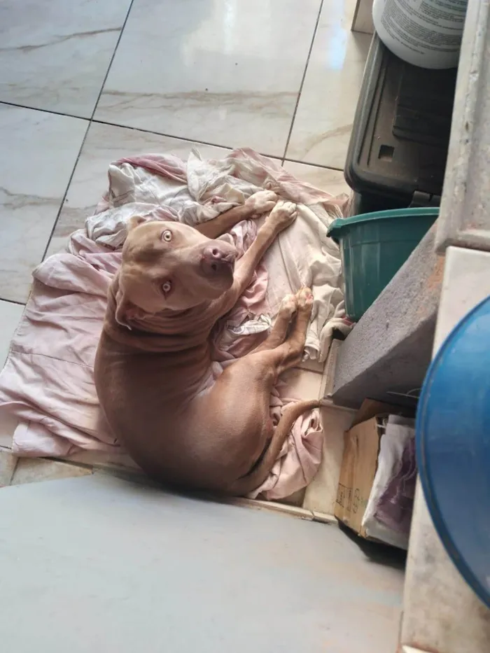 Cachorro ra a Pit-Bull idade 1 ano nome Barão