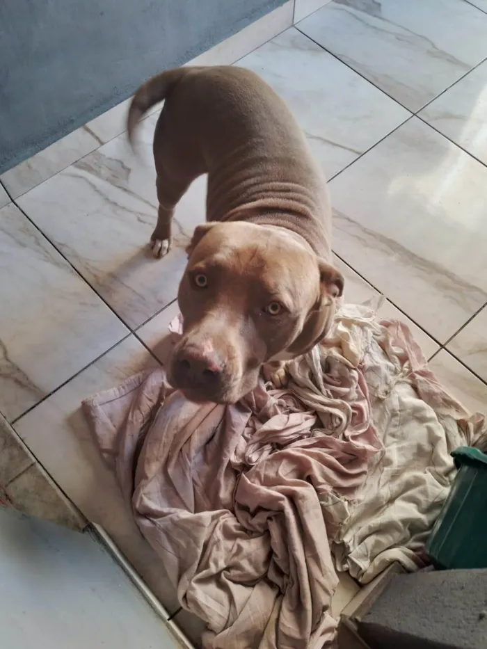 Cachorro ra a Pit-Bull idade 1 ano nome Barão