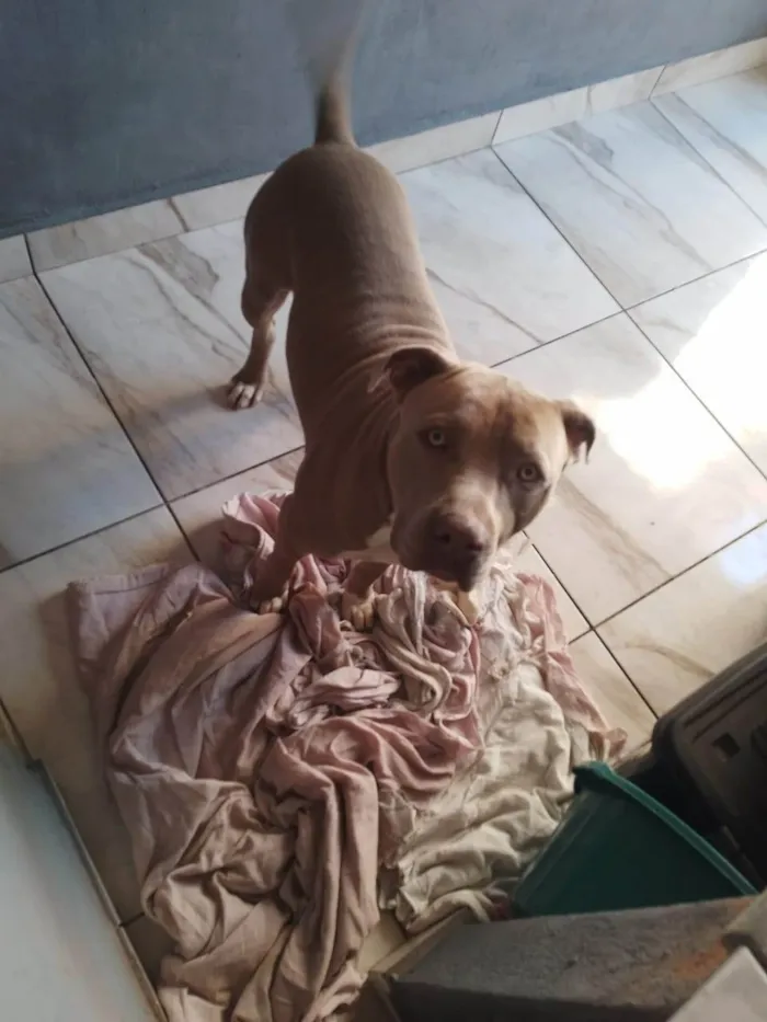 Cachorro ra a Pit-Bull idade 1 ano nome Barão
