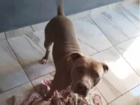 Cachorro raça Pit-Bull idade 1 ano nome Barão