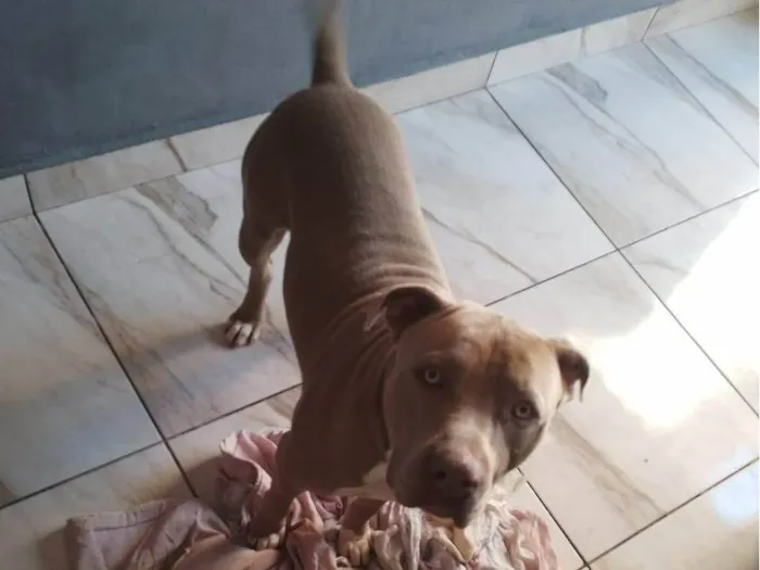 Cachorro ra a Pit-Bull idade 1 ano nome Barão