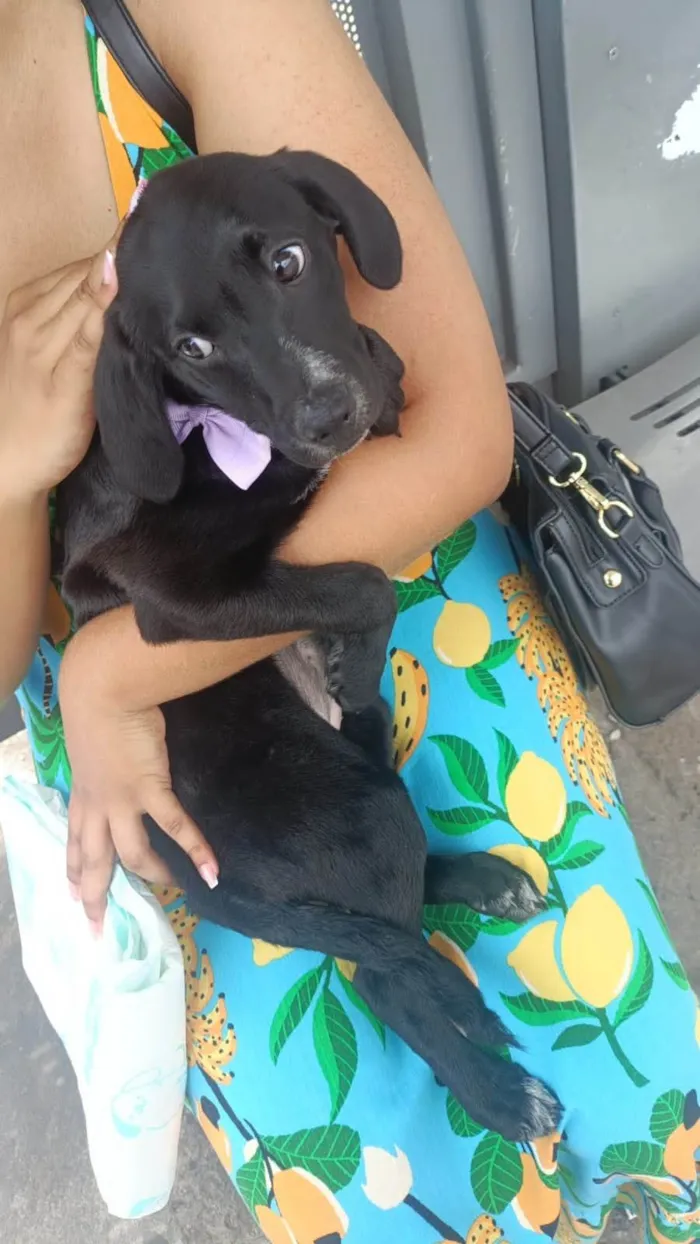 Cachorro ra a SRD-ViraLata idade 2 a 6 meses nome Nutella 
