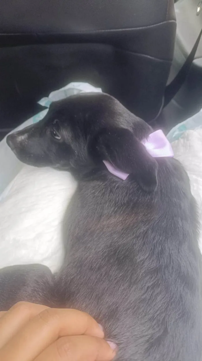 Cachorro ra a SRD-ViraLata idade 2 a 6 meses nome Nutella 