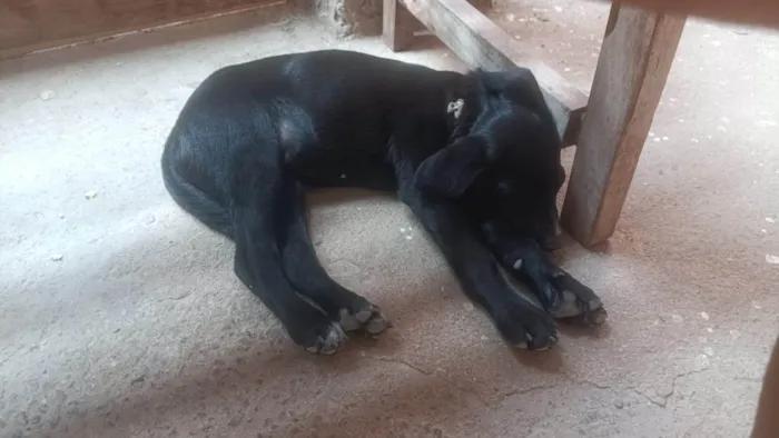 Cachorro ra a SRD-ViraLata idade 2 a 6 meses nome Nutella 