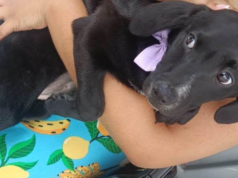 Cachorro raça SRD-ViraLata idade 2 a 6 meses nome Nutella 