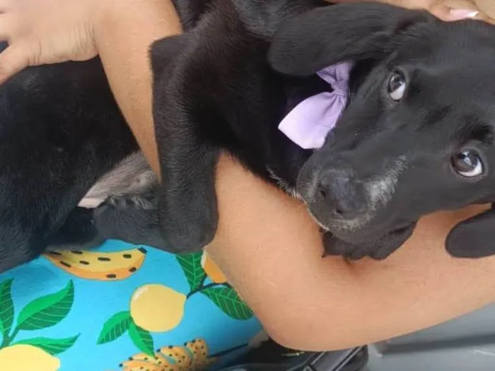 Cachorro ra a SRD-ViraLata idade 2 a 6 meses nome Nutella 