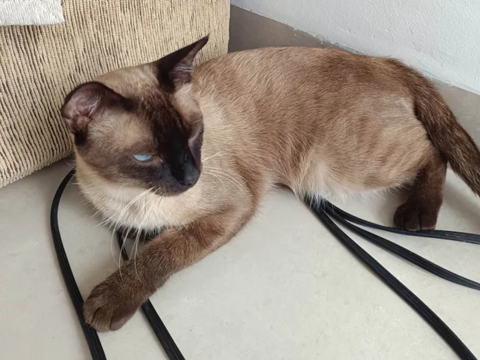Gato ra a Siamês idade 1 ano nome Cristal