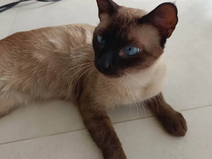Gato raça Siamês idade 1 ano nome Cristal