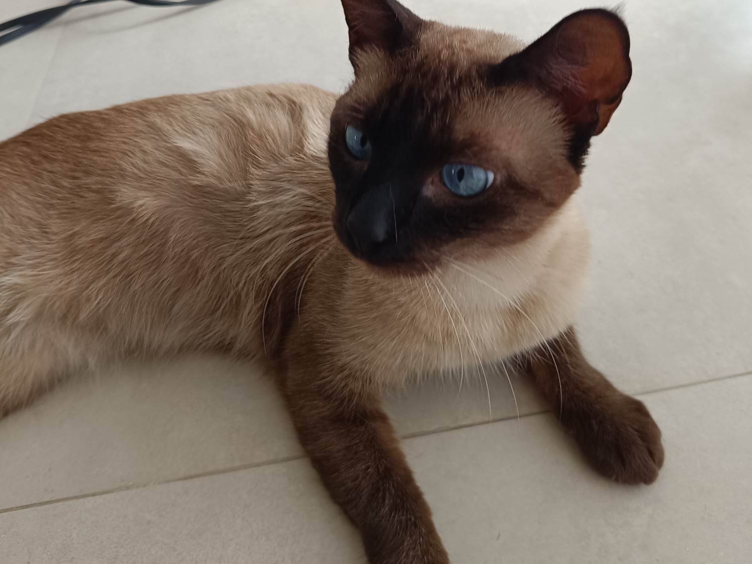 Gato raça Siamês idade 1 ano nome Cristal
