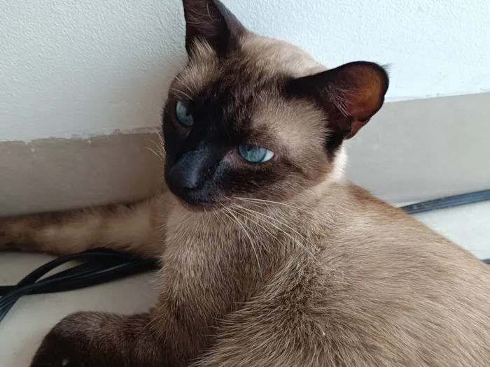 Gato ra a Siamês idade 1 ano nome Cristal