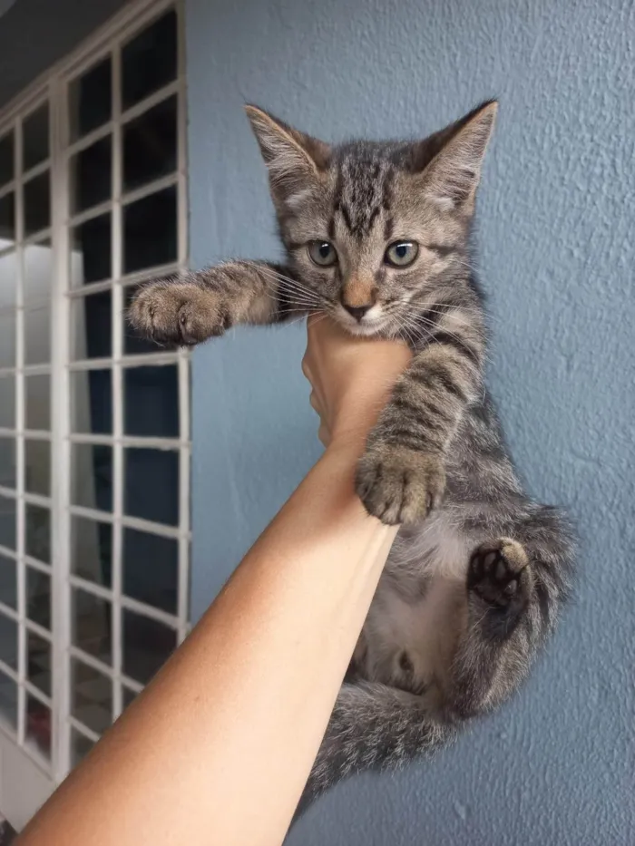 Gato ra a SRD-ViraLata idade 2 a 6 meses nome Faísca
