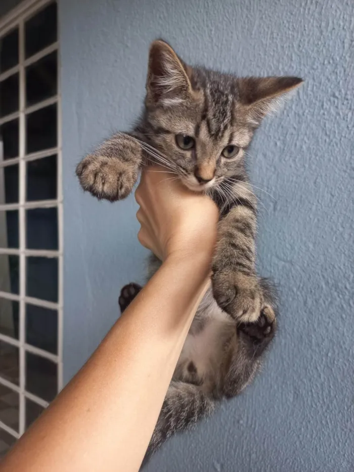 Gato ra a SRD-ViraLata idade 2 a 6 meses nome Faísca