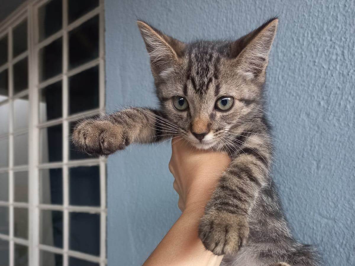 Gato ra a SRD-ViraLata idade 2 a 6 meses nome Faísca