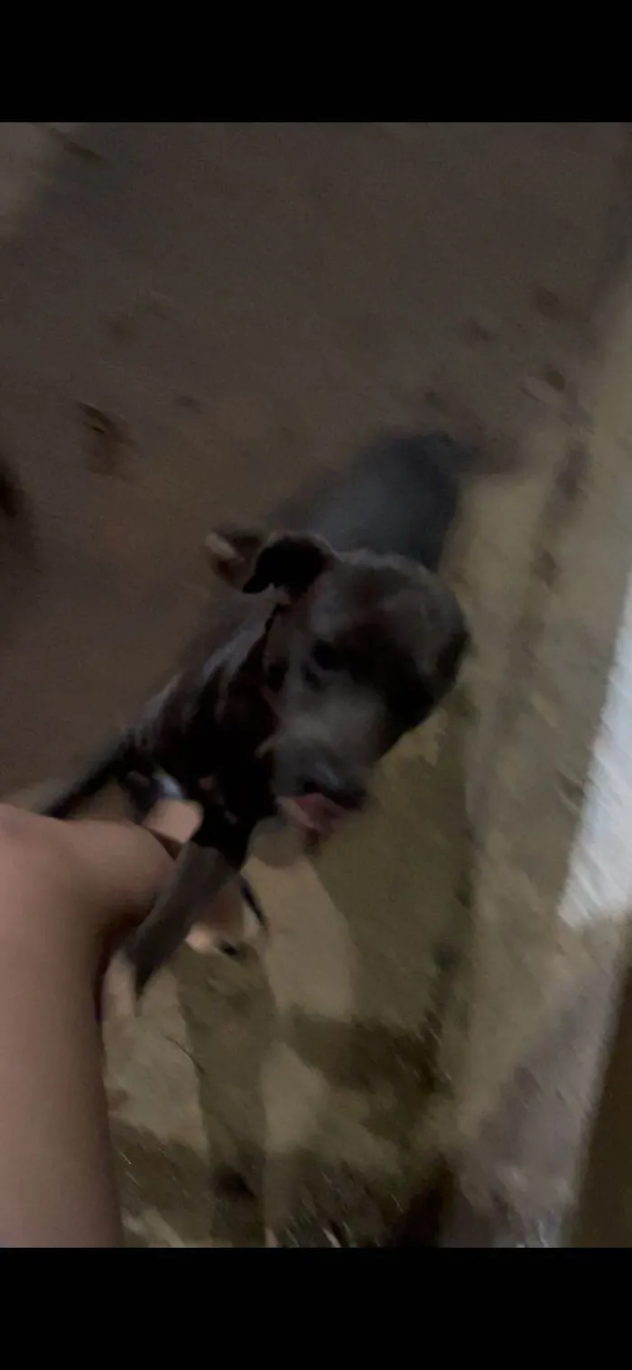 Cachorro ra a SRD-ViraLata idade 7 a 11 meses nome Bruna dos Santos Santiago