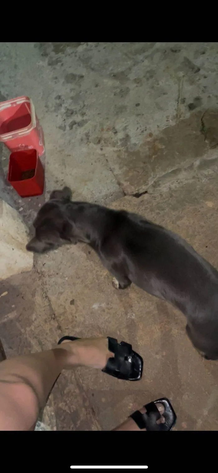 Cachorro ra a SRD-ViraLata idade 7 a 11 meses nome Bruna dos Santos Santiago