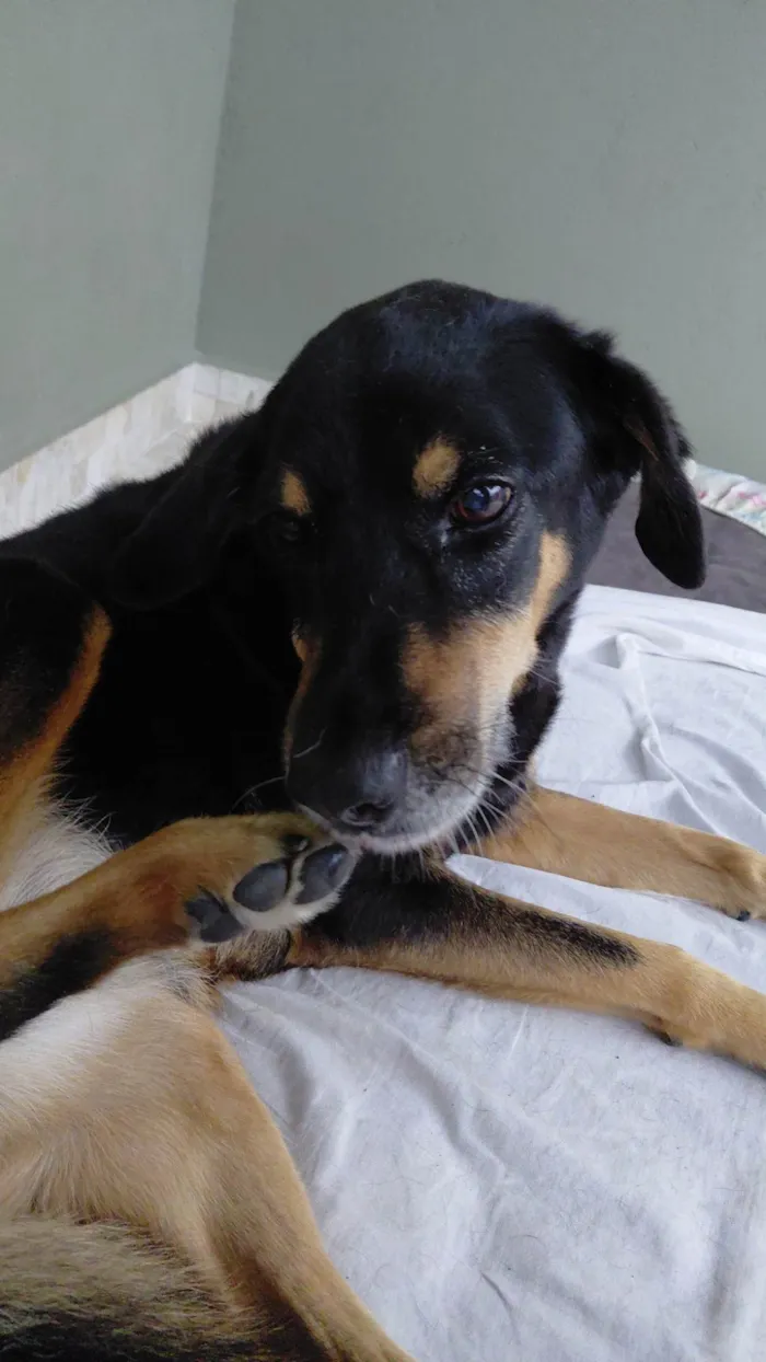 Cachorro ra a SRD-ViraLata idade 6 ou mais anos nome Marry