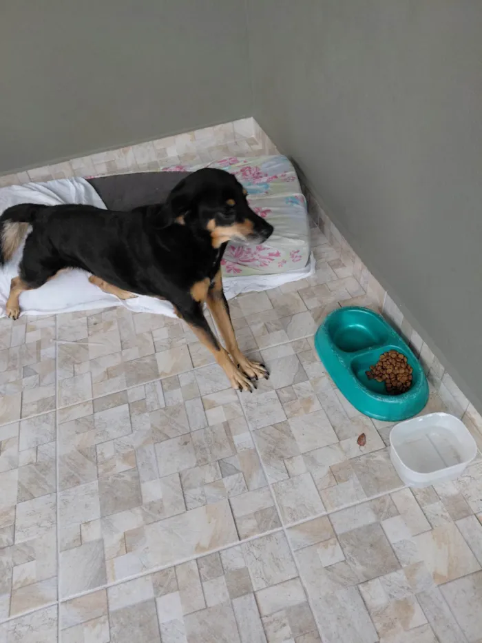 Cachorro ra a SRD-ViraLata idade 6 ou mais anos nome Marry