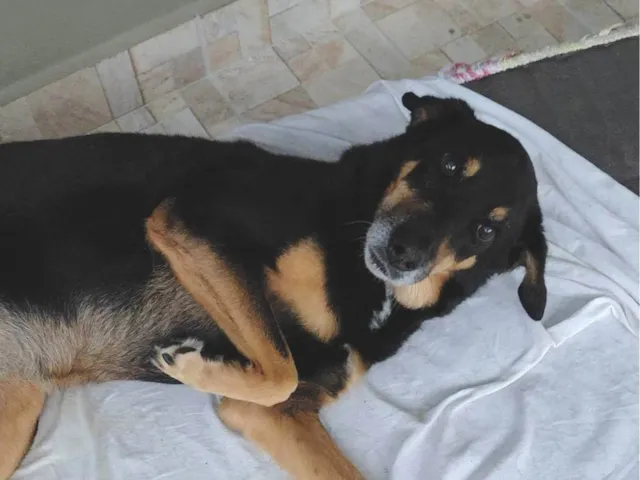 Cachorro raça SRD-ViraLata idade 6 ou mais anos nome Marry