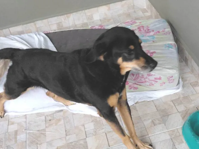 Cachorro ra a SRD-ViraLata idade 6 ou mais anos nome Marry
