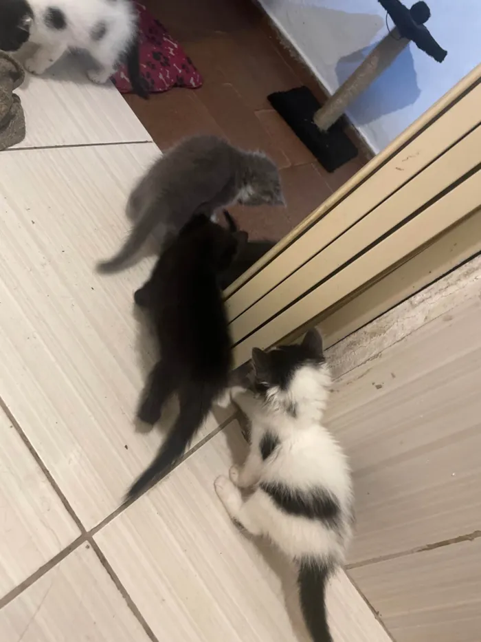 Gato ra a SRD-ViraLata idade Abaixo de 2 meses nome Nao tem nome 