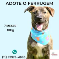 Cachorro ra a SRD-ViraLata idade 7 a 11 meses nome Ferrugem 