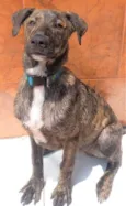 Cachorro ra a SRD-ViraLata idade 7 a 11 meses nome Ferrugem 