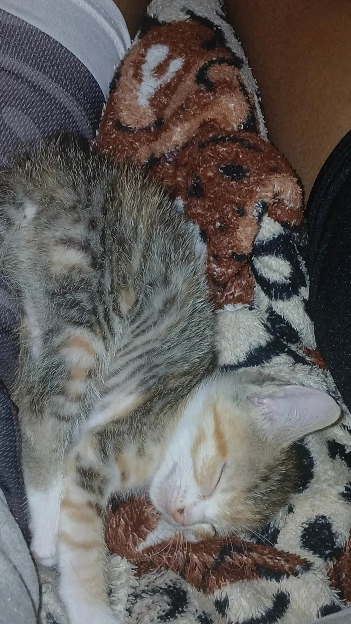 Gato ra a SRD-ViraLata idade Abaixo de 2 meses nome Hange