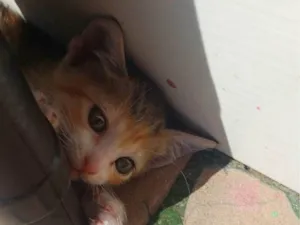 Gato raça SRD-ViraLata idade Abaixo de 2 meses nome Hange