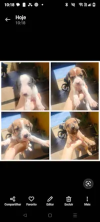 Cachorro raça SRD-ViraLata idade Abaixo de 2 meses nome Você pode escolher 