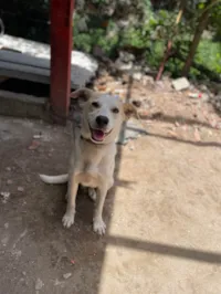 Cachorro ra a SRD-ViraLata idade 2 a 6 meses nome Bob 
